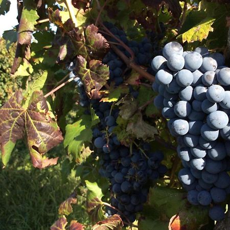 Corno di Rosazzo Alloggio Agrituristico Corte San Biagio מראה חיצוני תמונה