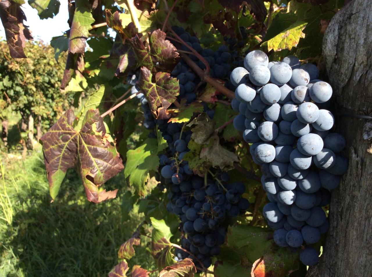 Corno di Rosazzo Alloggio Agrituristico Corte San Biagio מראה חיצוני תמונה