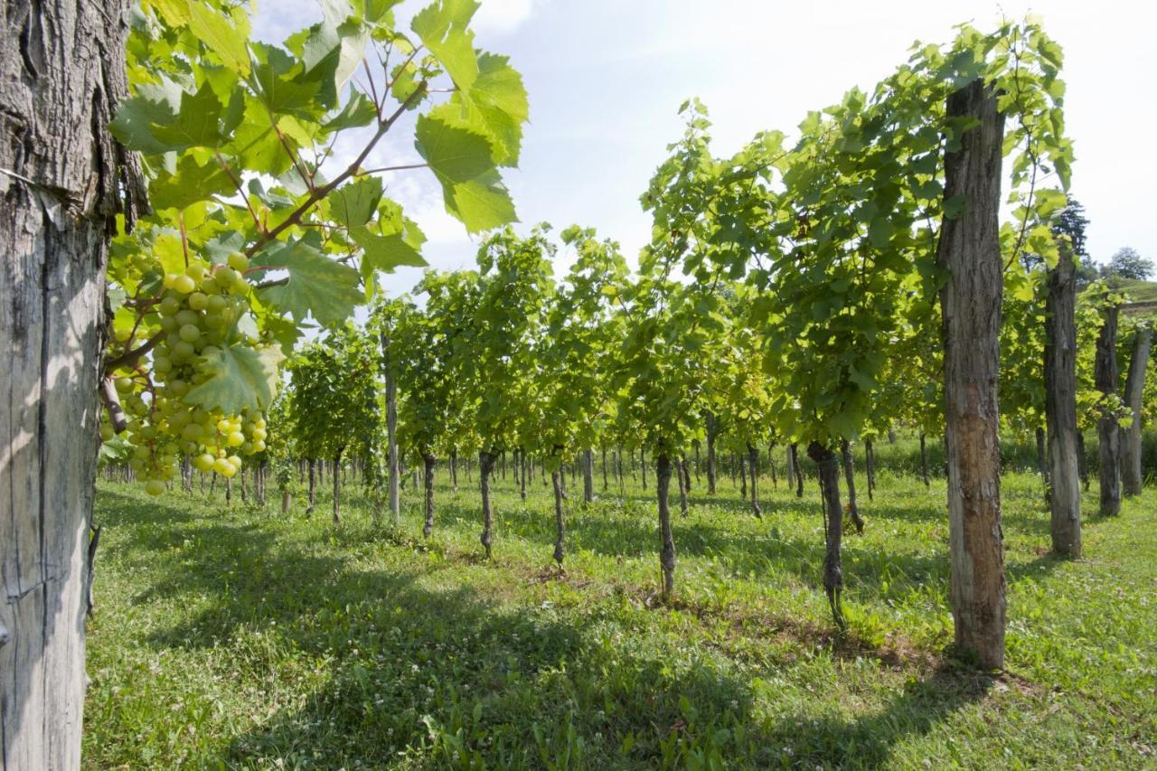 Corno di Rosazzo Alloggio Agrituristico Corte San Biagio מראה חיצוני תמונה