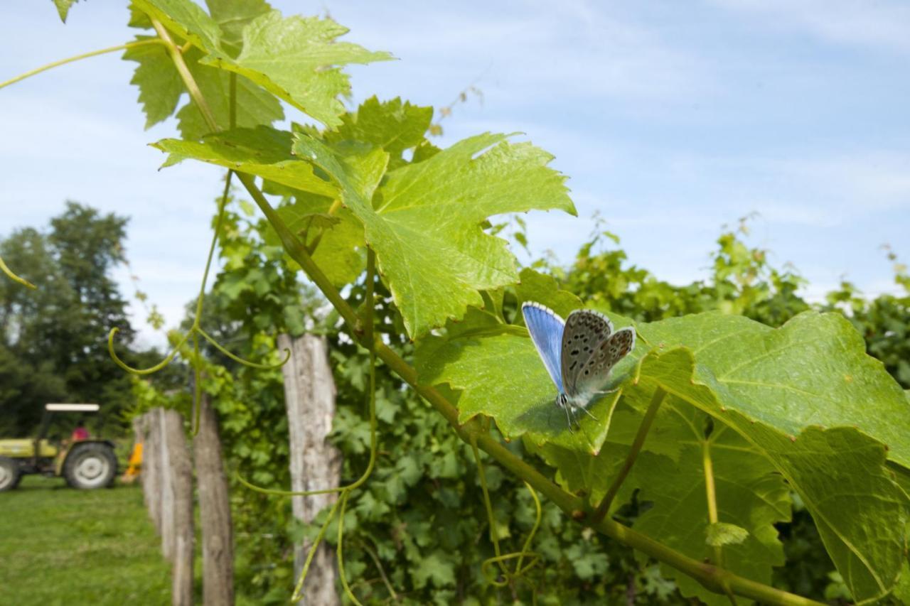 Corno di Rosazzo Alloggio Agrituristico Corte San Biagio מראה חיצוני תמונה