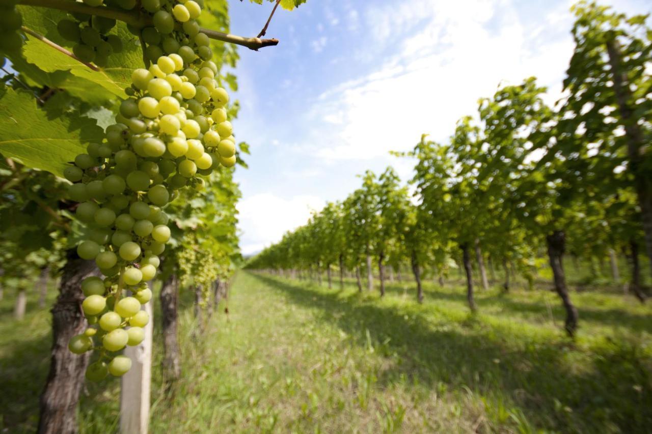 Corno di Rosazzo Alloggio Agrituristico Corte San Biagio מראה חיצוני תמונה